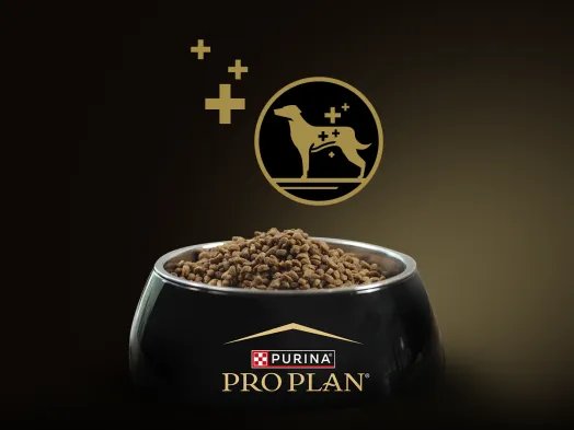 Pro Plan Wellness Dog | Purina South Africa